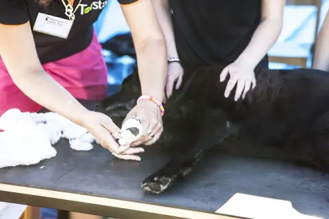 En hund får tassbandage av två personer.