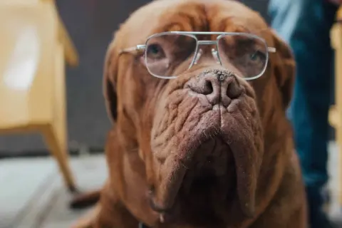 En klok senior hund med glasögon, redo att dela med sig av livets visdom.