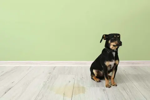 En liten hund sitter på ett ljust trägolv bredvid en ljusgrön vägg. En gul fläck syns på golvet, vilket indikerar att hunden kissar mycket.