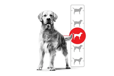 En golden retriever bredvid en vikttabell hund. En röd cirkel markerar hundens idealvikt.