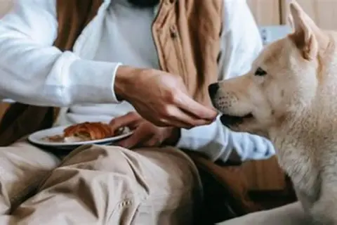 En person matar en hund med en bit croissant. En fin stund för att få upp hullet på hund.