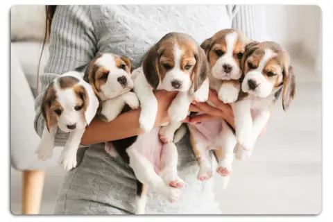 Fem bedårande beaglevalpar, en härlig start på valpskola vecka för vecka. Deras nyfikna blickar lovar äventyr.