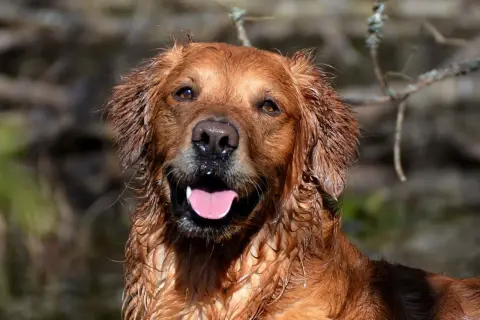 Glad golden retriever med blöt päls, redo för äventyr. Undrar du om man måste registrera hund?