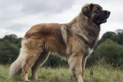 En ståtlig leonberger valp står i gräset med skogen i bakgrunden.