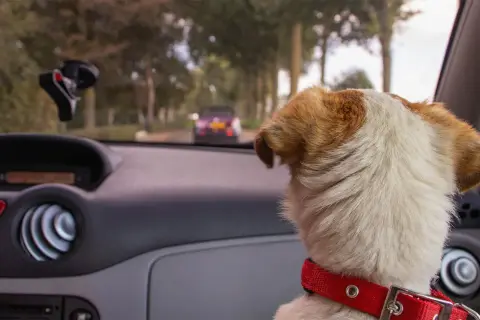 Hunden i bilen ser ut genom fönstret. Kanske behöver den åksjuketabletter hund för att må bättre på resan.