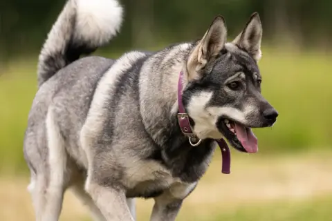 En hund skakar på huvudet, med tungan ute och en lila halsband.