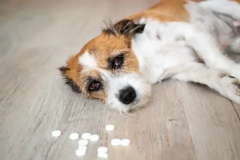 En trött hund ligger på golvet bredvid en hög med piller.