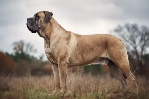 En ståtlig mastiff raser står i ett fält med högt gräs.