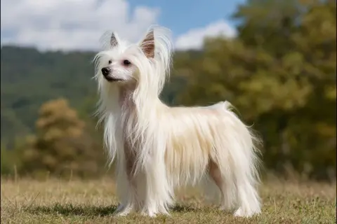 En vit kinesisk nakenhund med långt, böljande hår står i gräset. Den ser ut som en av de där konstiga hundar som man inte ser varje dag.
