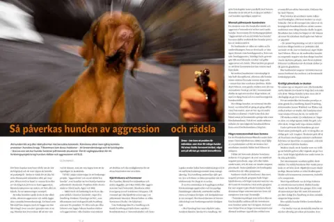 En brun hund skakar, med suddig bakgrund.