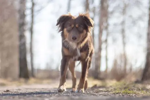 Brun hund med intensiv blick på en grusväg bland träd. Kanske kliar det lite?