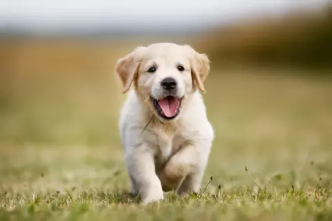 En glad hund, en golden retriever valp, springer fram över en gräsmatta med tungan ute.