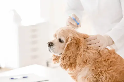 En veterinär ger en injektion till en hund. Detta kan vara en del av en behandling för att undvika kemisk kastrering hund biverkningar.