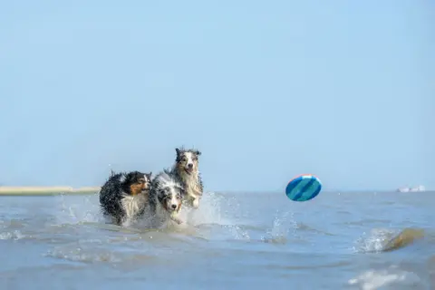 Tre hundar springer i vattnet på stranden, jagandes en färgglad frisbee.
