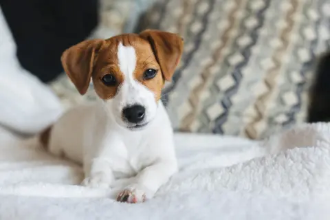 Söt Jack Russell-valp på en vit filt. Här är några valp tips för att lyckas med din nya familjemedlem.