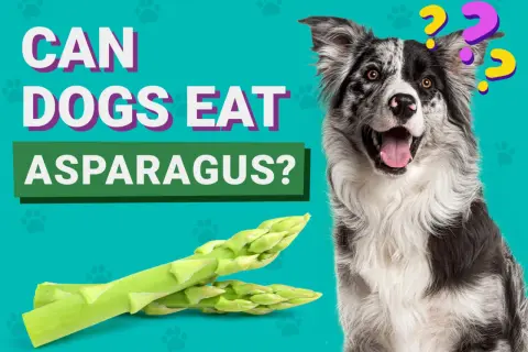 En nyfiken hund undrar om sparris är okej att äta.