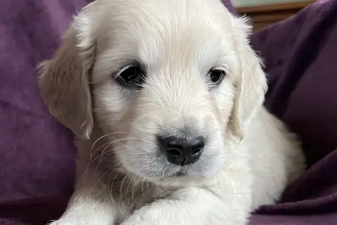 En söt golden retriever valp, bara 8 veckor gammal, tittar nyfiket fram.