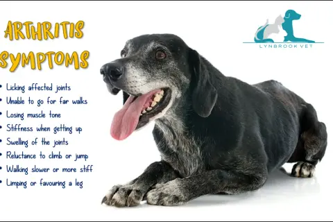 Äldre hund med artros i frambenet, visar symptom som stelhet och ovilja att gå.