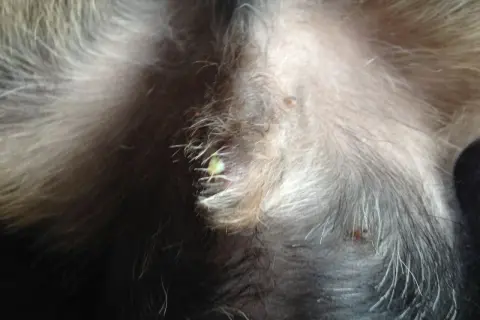 Närbild på en hunds mage med lite gulaktig vätska runt snoppdropp.
