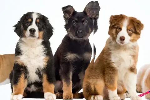 Five puppies of different breeds sit together. One is chewing a toothbrush.