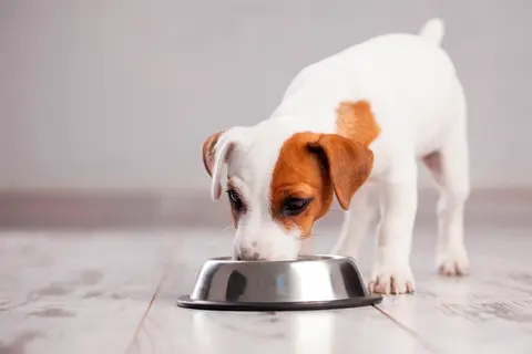 En söt Jack Russell-valp äter ur en matskål. Kanske är det vuxenfoder till valp, men den verkar gilla det!