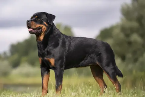 En stolt rottweiler står i gräset, en bild av lugn och styrka som speglar dess stabila rottweiler temperament.