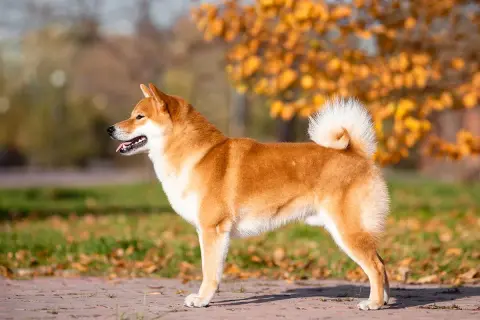 En stolt shiba inu står i höstsolen.