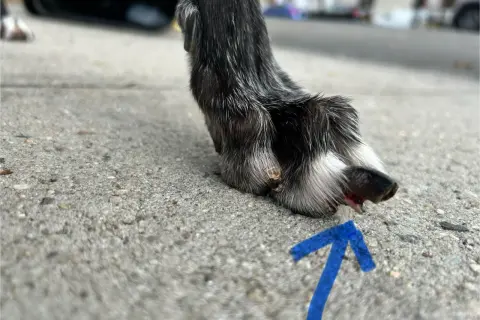 En skadad tass på en hund, med en blå pil som pekar mot ett sår.