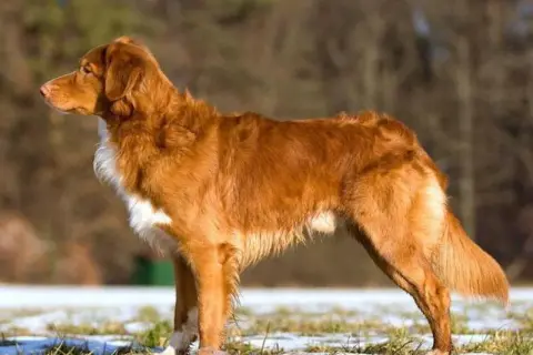 En ståtlig tollare hund med rödbrun päls och vita markeringar står i profil på en snötäckt gräsmark.