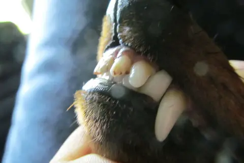 Närbild på en hunds mun med tydligt saxbett. Tänderna är vita och vassa, redo att greppa.
