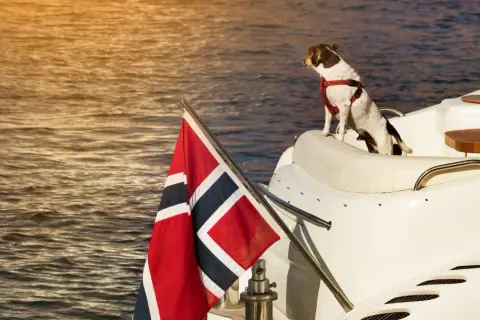 En hund med sele sitter på en vit yacht med norsk flagg. En perfekt resa att ta med hund till Norge.