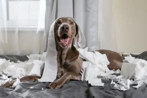 En Weimaraner-valp med diarre har rullat sig i toalettpapper och ser lite skyldig ut.