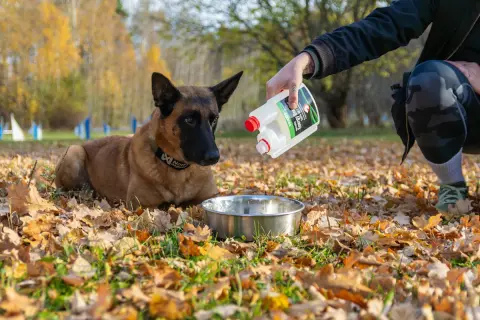 En person häller extra fett till hund i en skål. Hunden ligger på marken bland höstlöv.