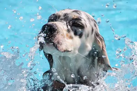 En vattensvans hund skakar sig i poolen, med vattenstänk överallt.