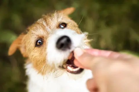 En söt kiwi hund tar emot en godbit från en hand.
