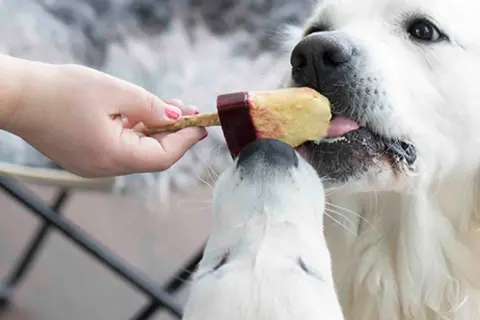 En hand matar en hundglass till två hundar. Ett enkelt hundglass recept för en varm sommardag.