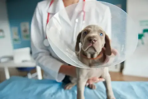 En söt valp med krage, en av nackdelar med kastrering av hanhund. Veterinären håller valpen.