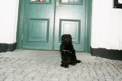 En svart, lockig hund sitter tålmodigt på kullerstensgatan framför en grön dubbeldörr. En typisk hund i stan som väntar på sin matte.