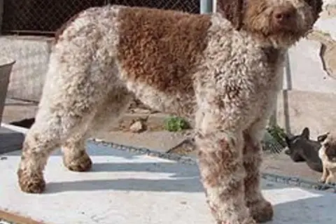 En ståtlig lagotto hund med lockig päls i brunt och vitt står på en ljus yta.