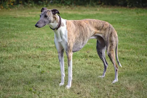 En ståtlig greyhound hund med tigrerad päls står på en grön gräsmatta.