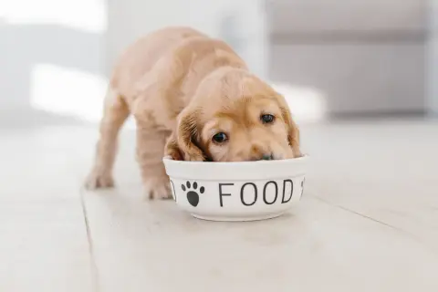 En söt valp med puppy blues dyker ner i sin matskål.