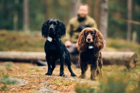 Två cocker spanielhundar, en svart och en brun, står i skogen med varsin GPS-tracker runt halsen.