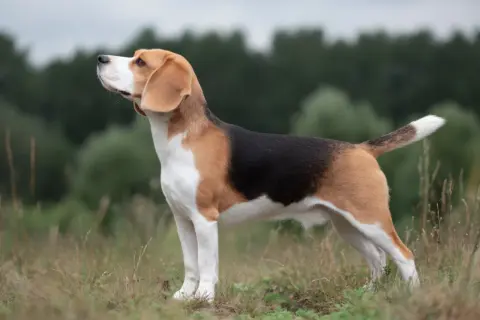 En stående beagle med klassisk trefärgad päls, perfekt vikt, tittar uppåt mot en molnig himmel.