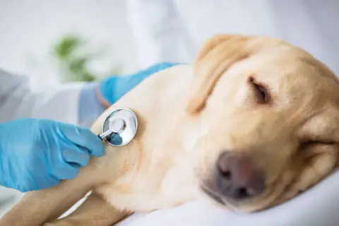 Veterinär lyssnar på en hunds hjärta med stetoskop. En sorglig men viktig del av avliva hund regler.