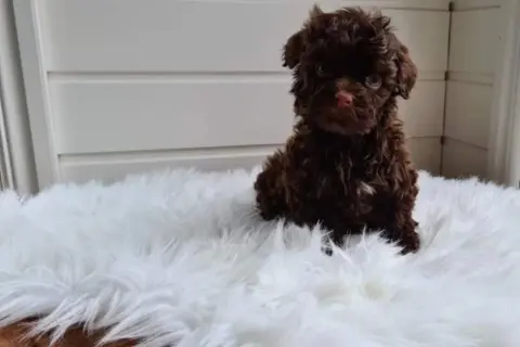 En söt, brun, krullig hundvalp sitter på en vit, fluffig matta.
