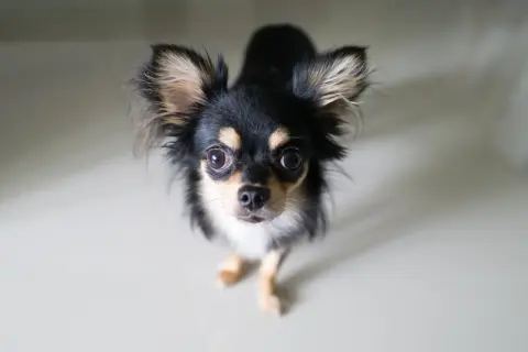 En söt långhårig chihuahua med stora öron tittar upp. Man undrar hur gammal blir en chihuahua, de lever ofta länge!