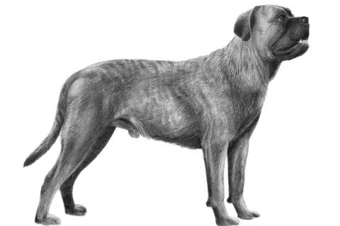 En detaljerad blyertsteckning av en ståtlig cane corso, med sin karaktäristiska muskulösa kropp och uppmärksamma blick.