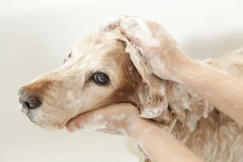 En hund får tvättas med schampo. En del av livet med hund är att hålla den ren och fräsch.