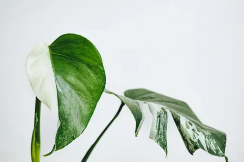 En vacker Monstera med halva bladet vitt och halva grönt. Denna Monstera är giftig, så var försiktig med husdjur och barn.