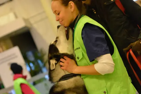 En veterinär kramar en husky. Frågan om hur ofta avmaska hund är viktig för att hålla husdjur friska.